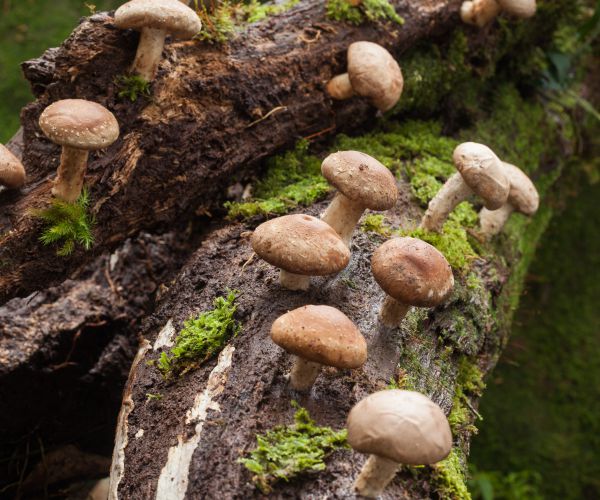 Shiitake